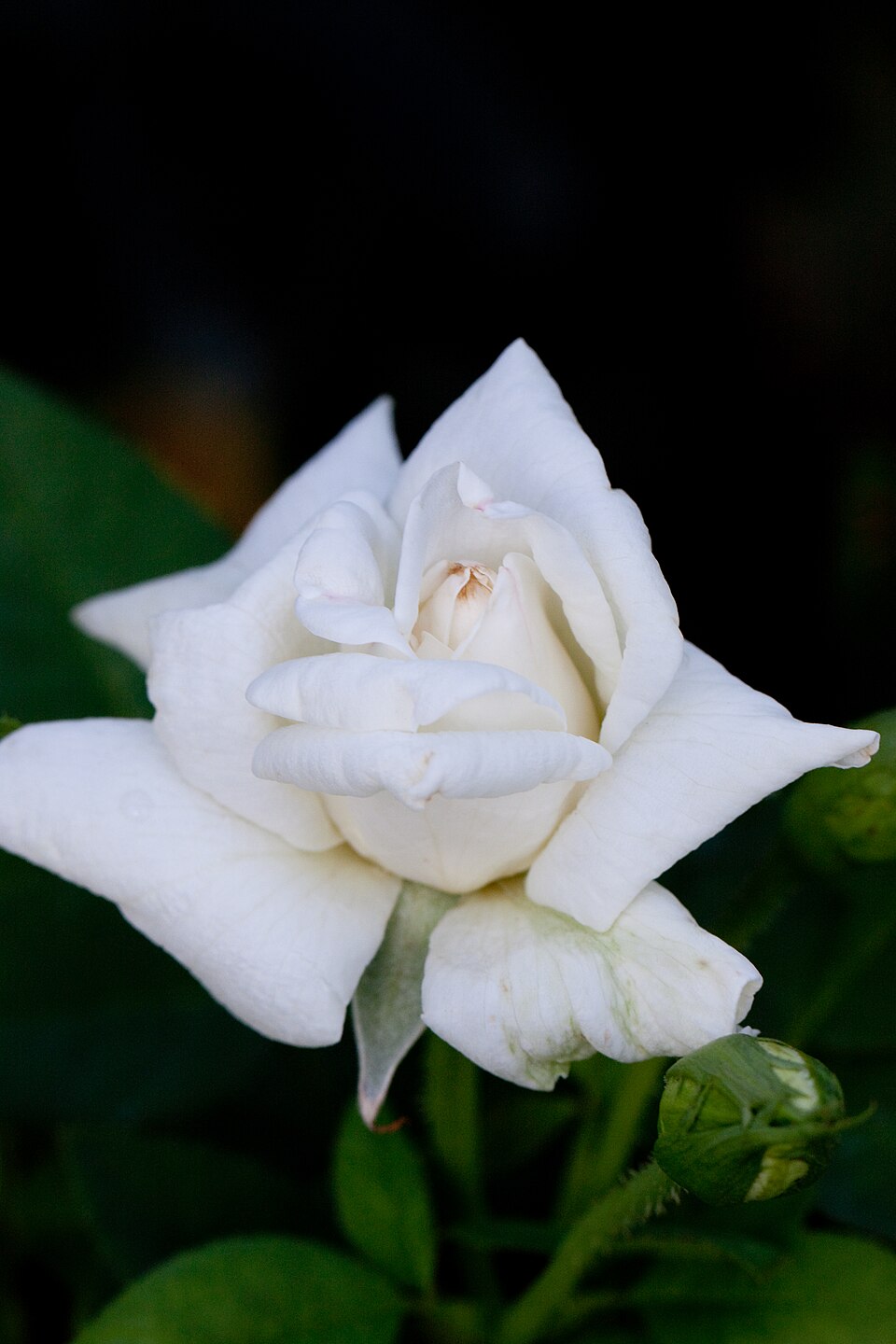 White Queen