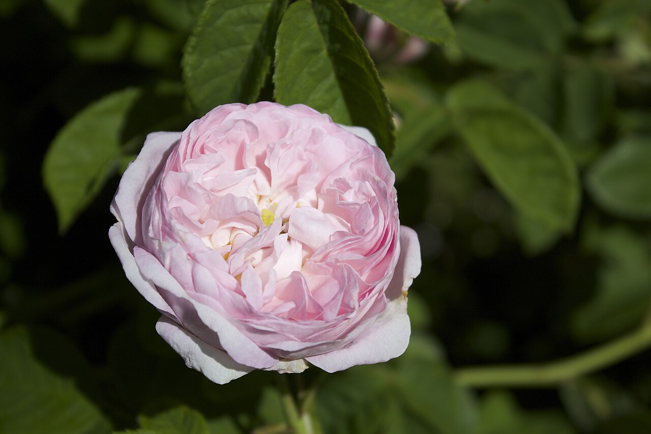 Duchesse De Montebello
