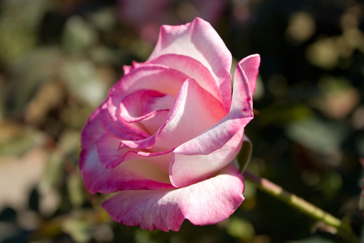 Woman's Day