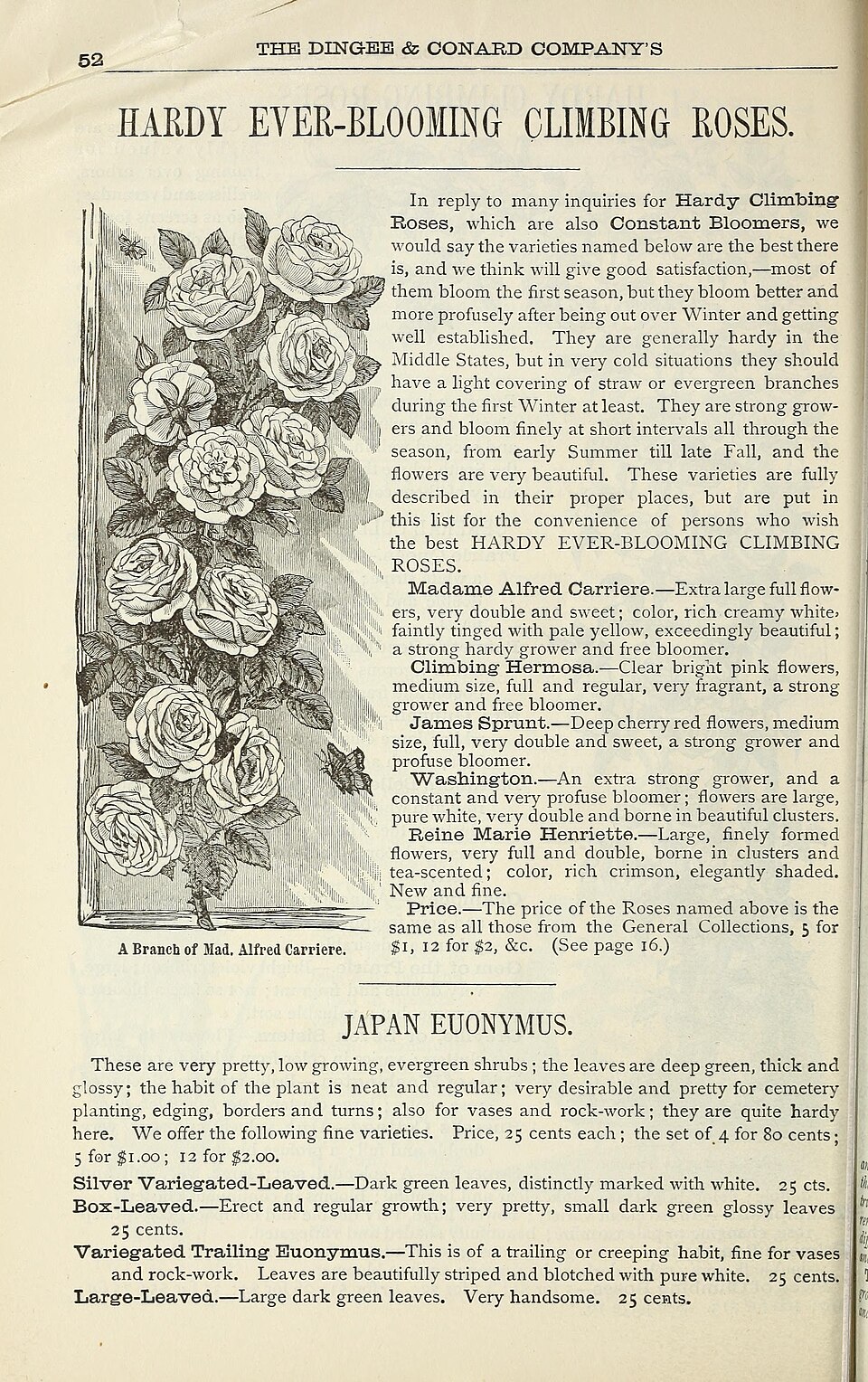 Madame Alfred Carrière