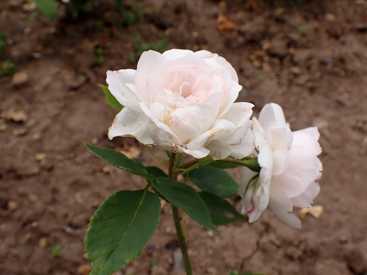Comtesse de Rocquigny