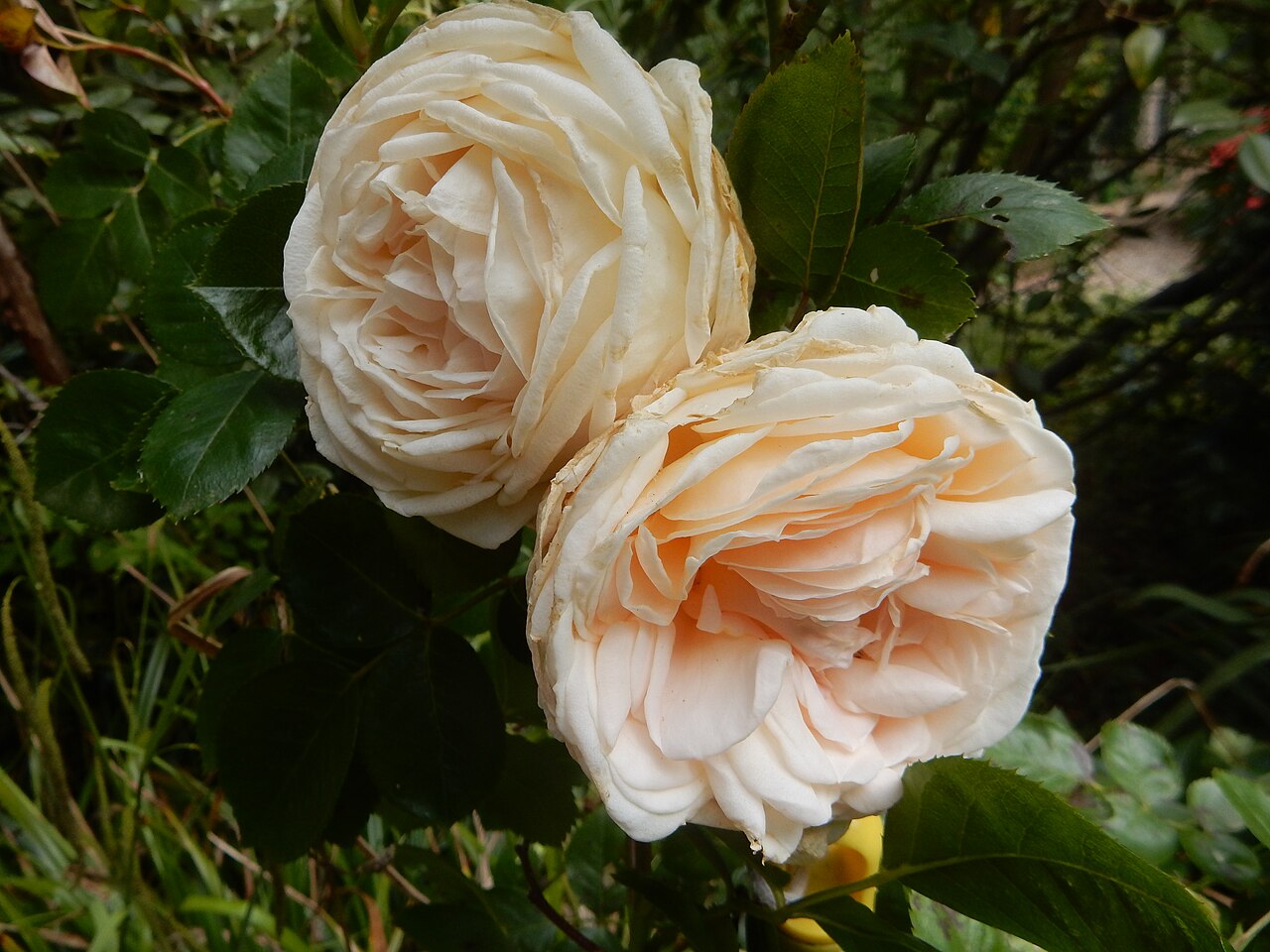 Cream Abundance