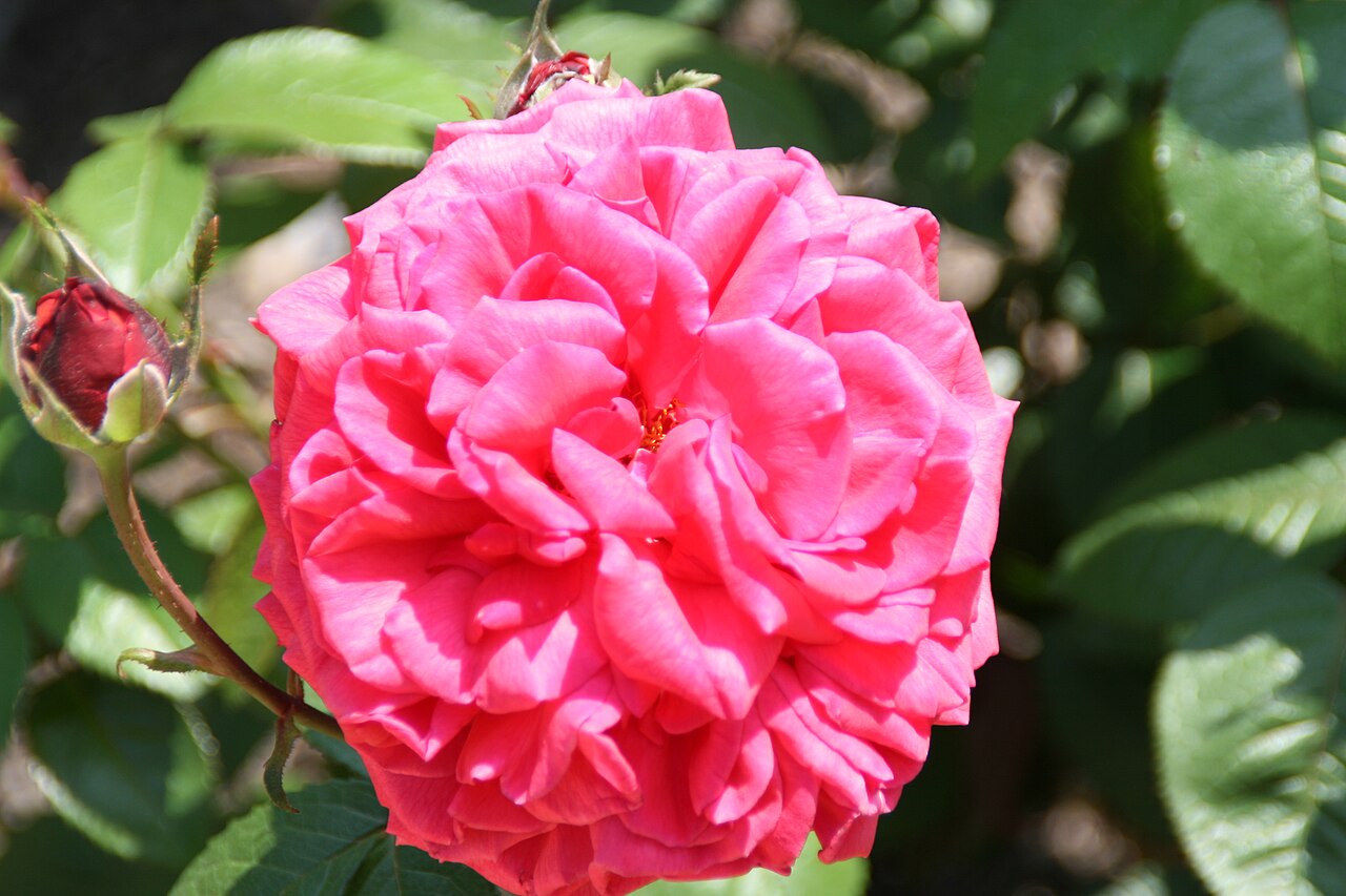 Rose Rhapsody
