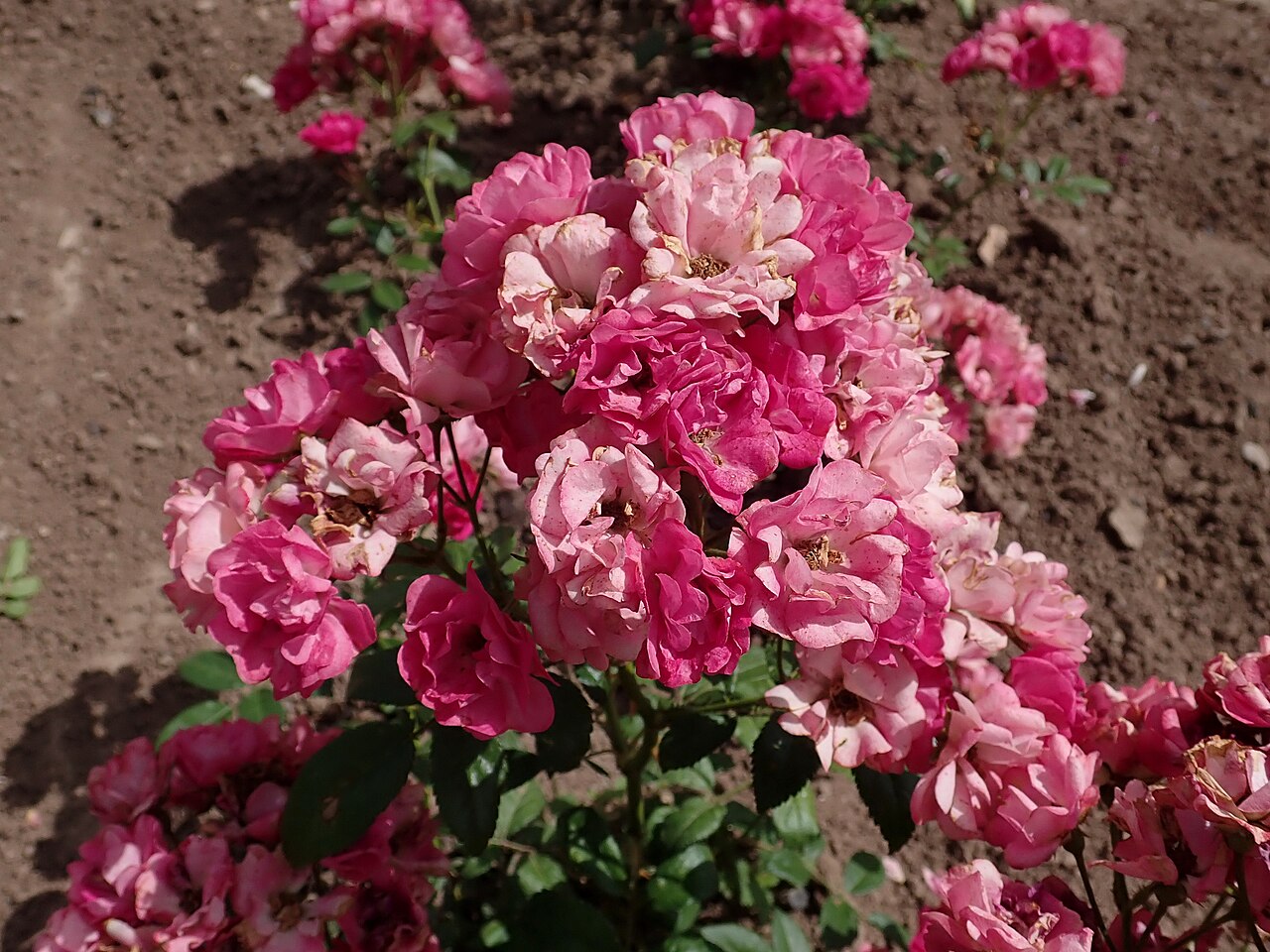 Madame Norbert Levavasseur rose