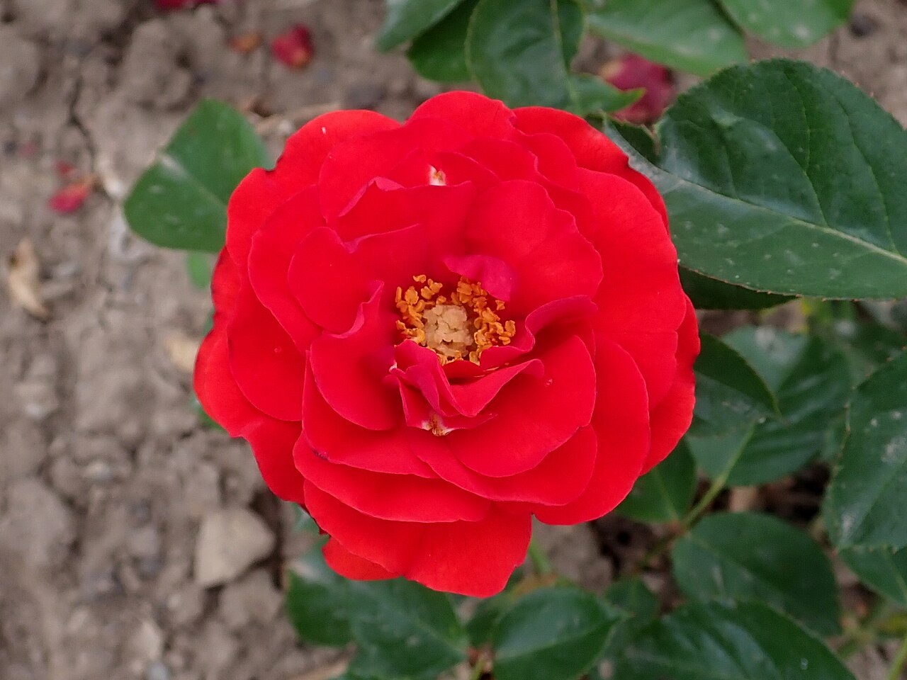 Red Wonder