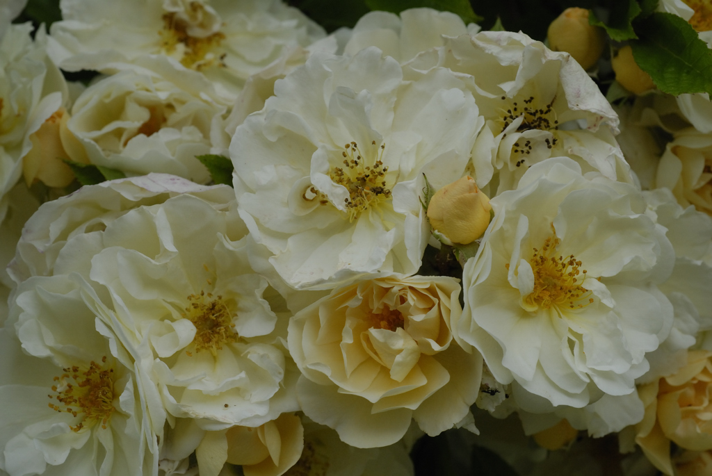 Goldfinch rose