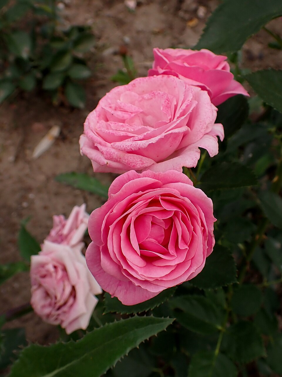 Pink Rosette