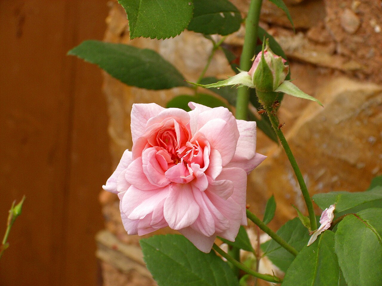 Perla de Montserrat