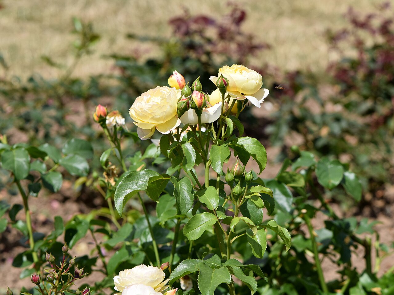 Belle de Jour