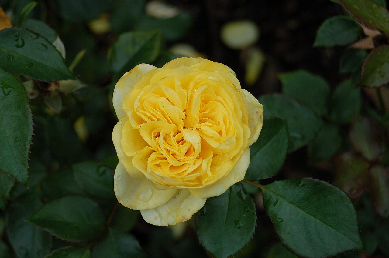 Sunlight Romantica