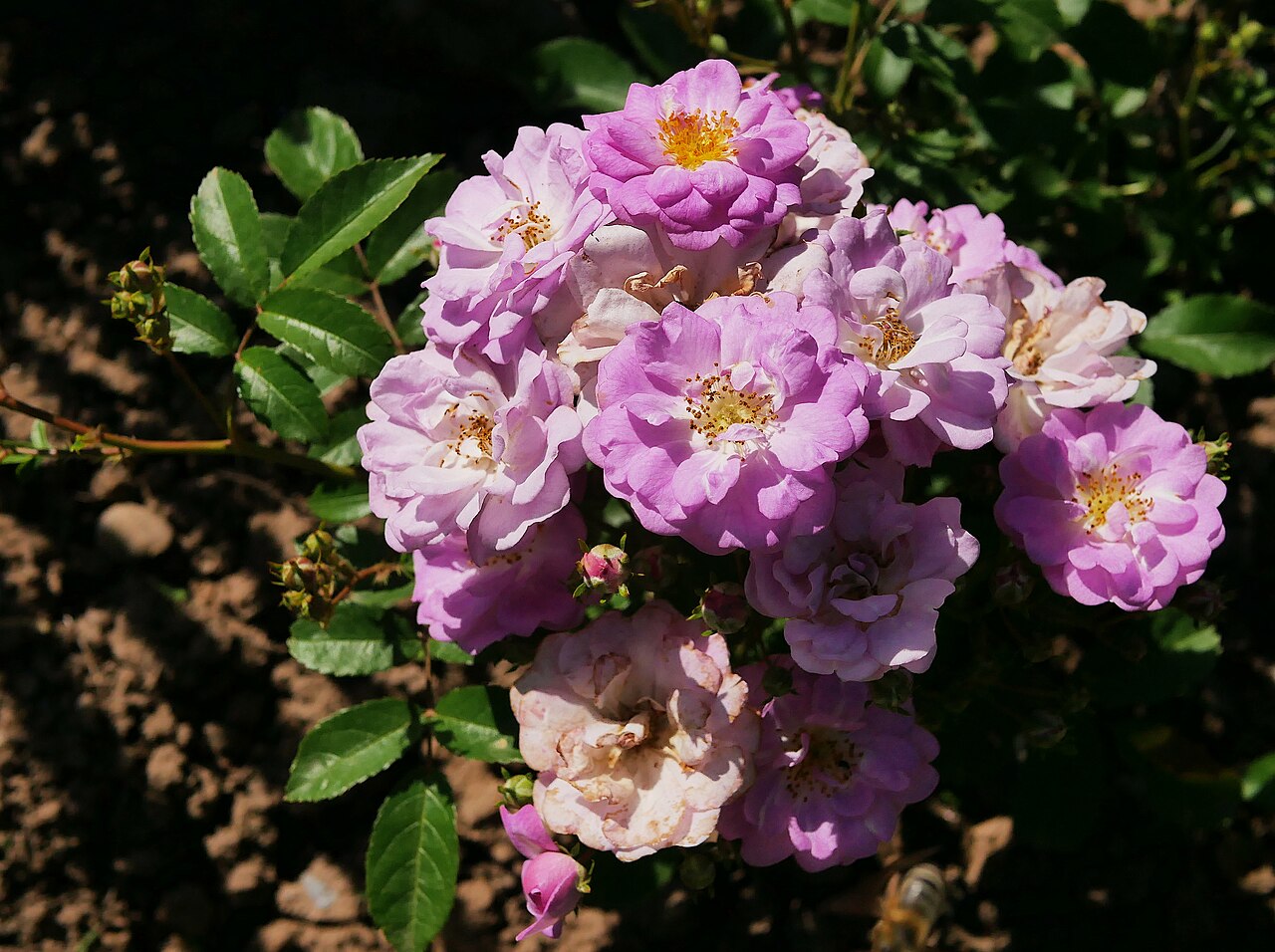 Mosel rose