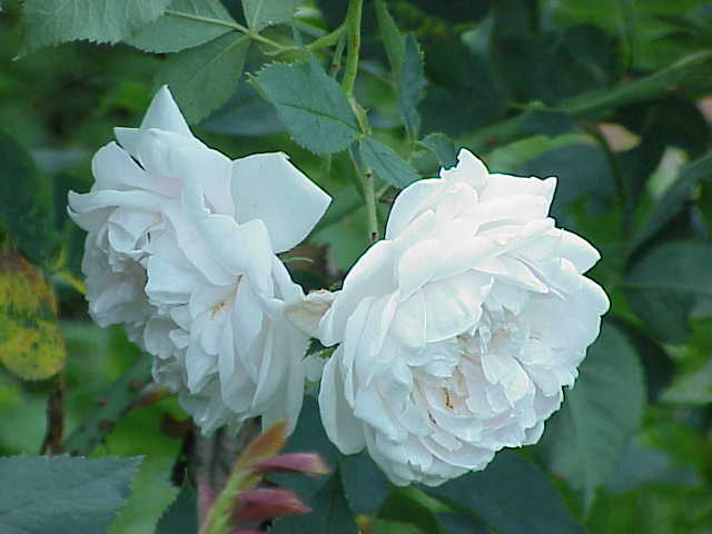 Aennchen von Tharau rose