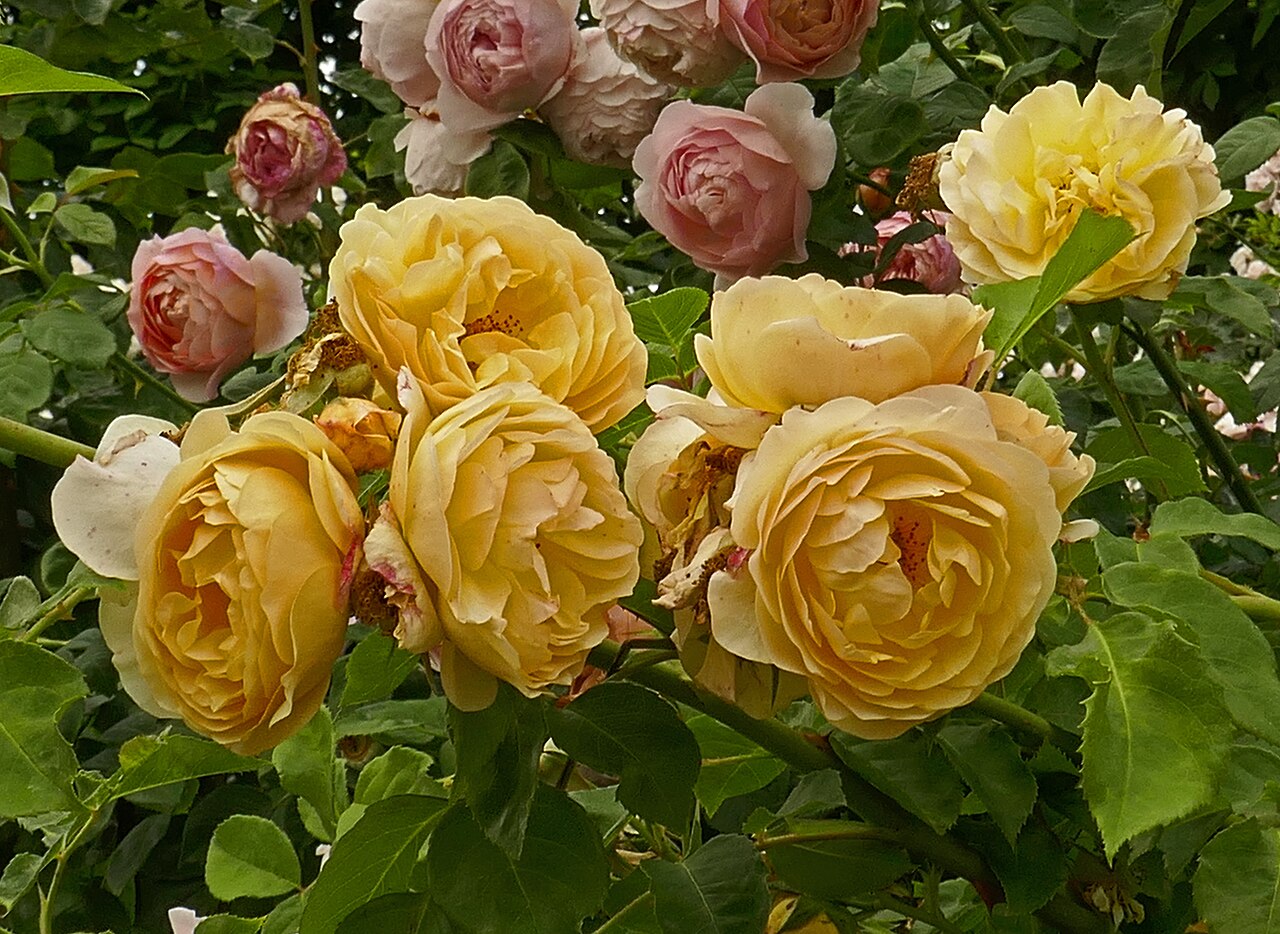 English Garden