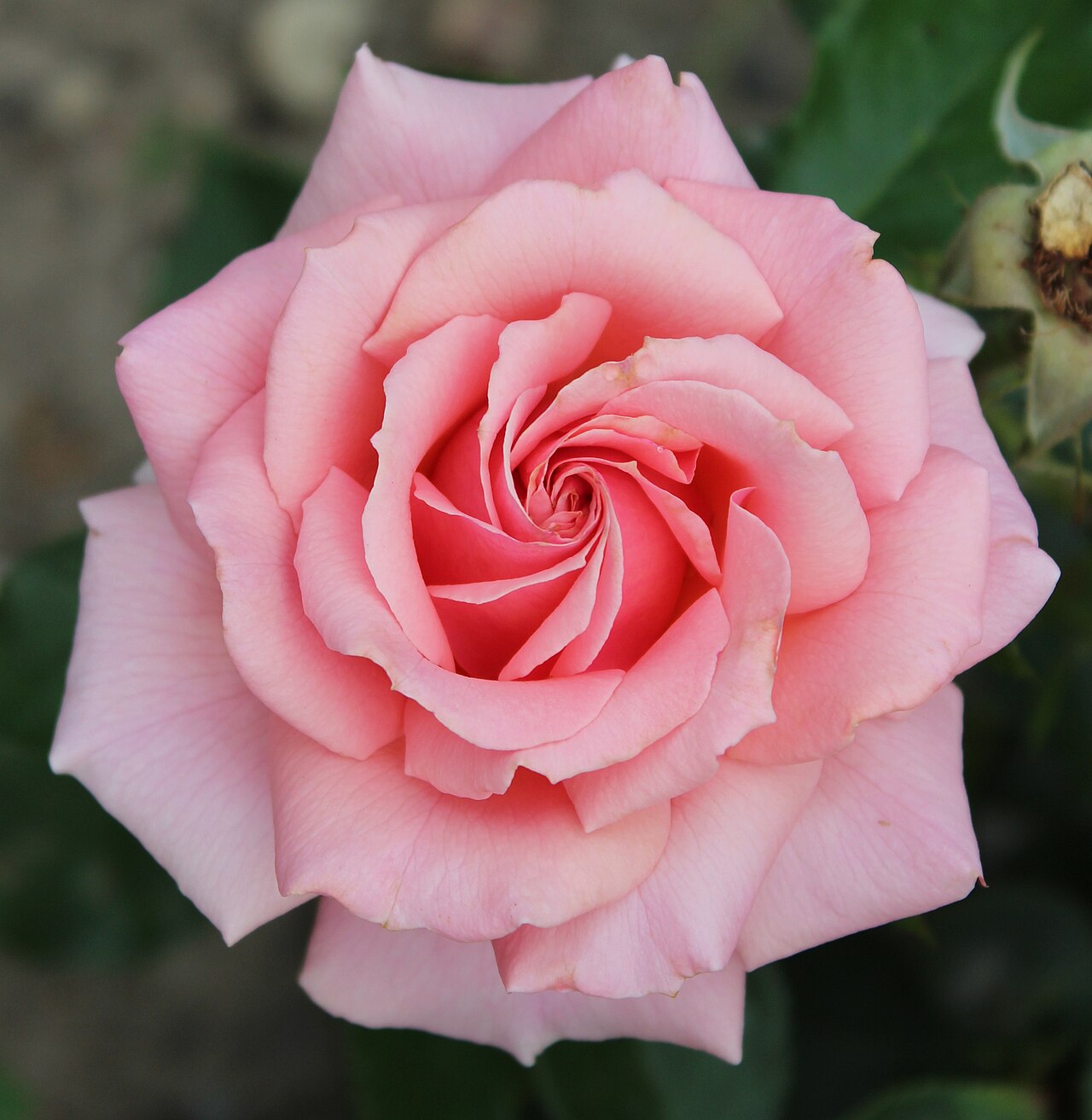 Tournament of Roses