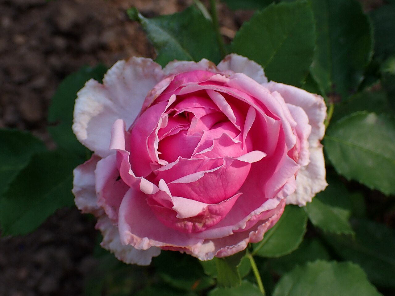 Schön Ingeborg