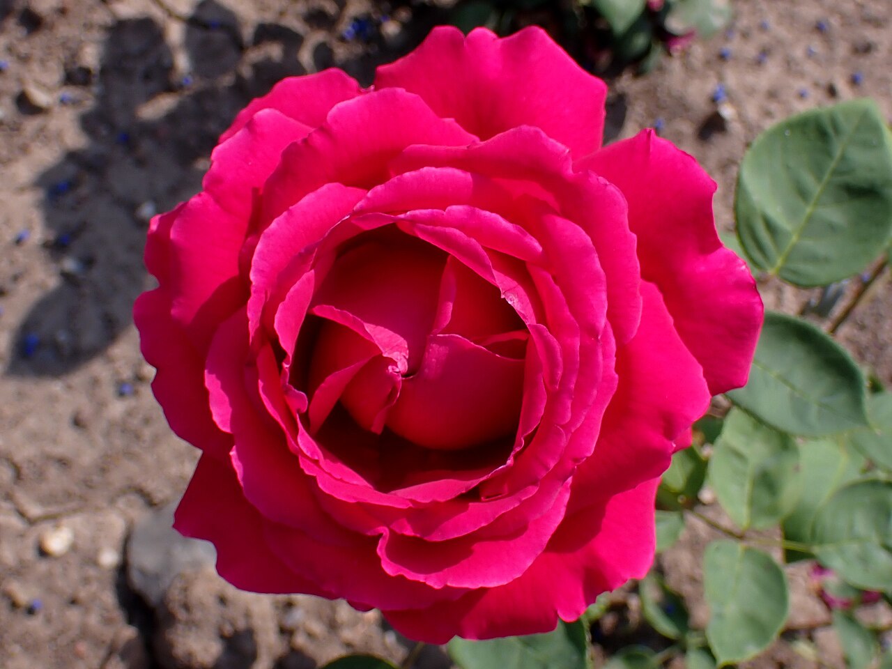 Jubiläumsrose Masaryk