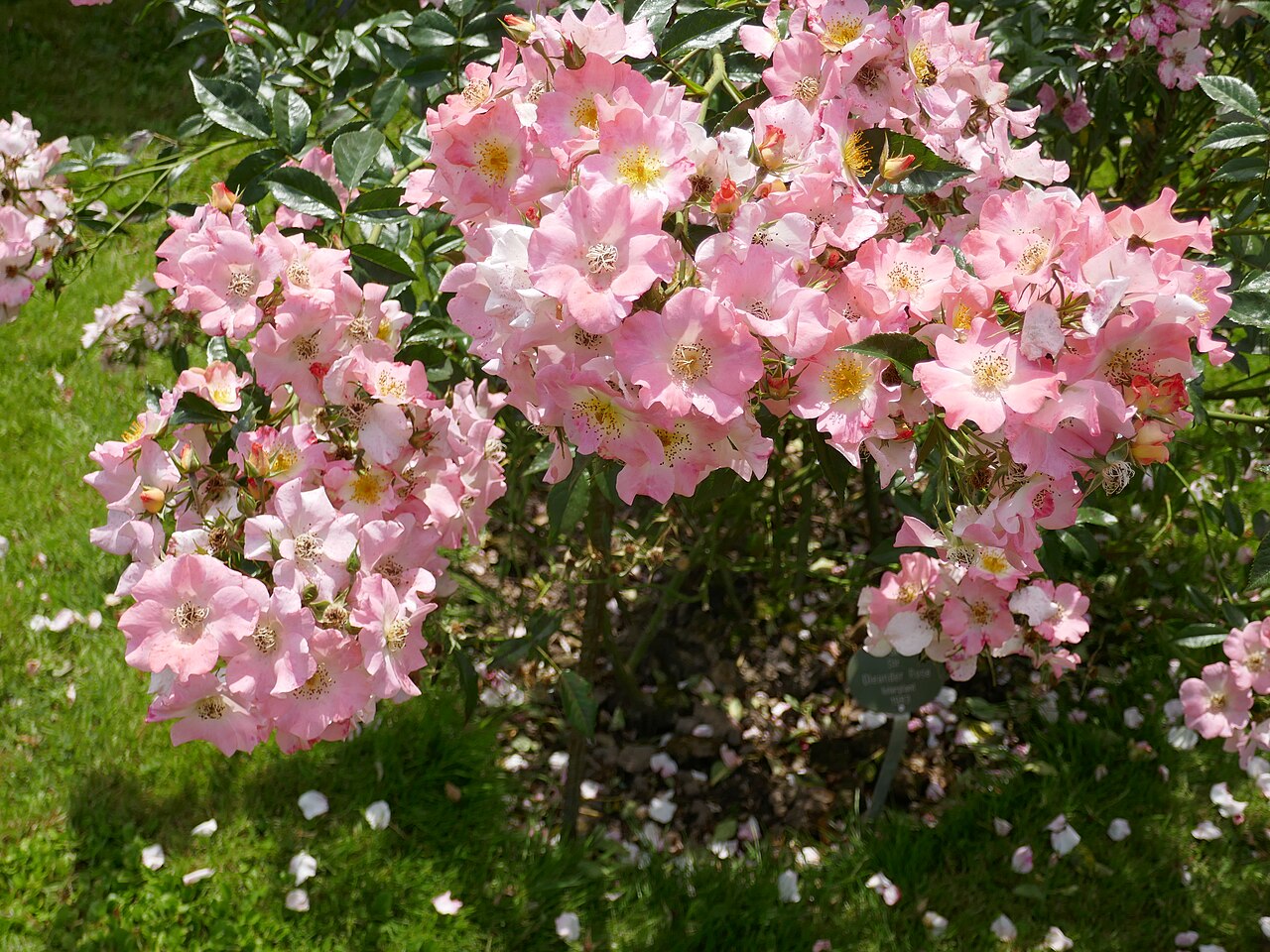 Oleander Rose