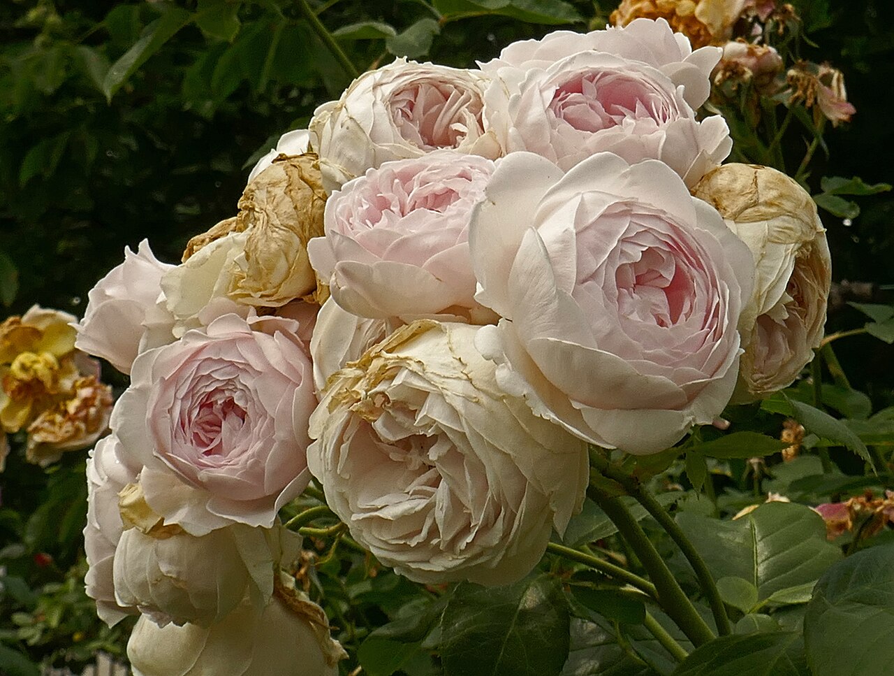 Herzogin Christiana