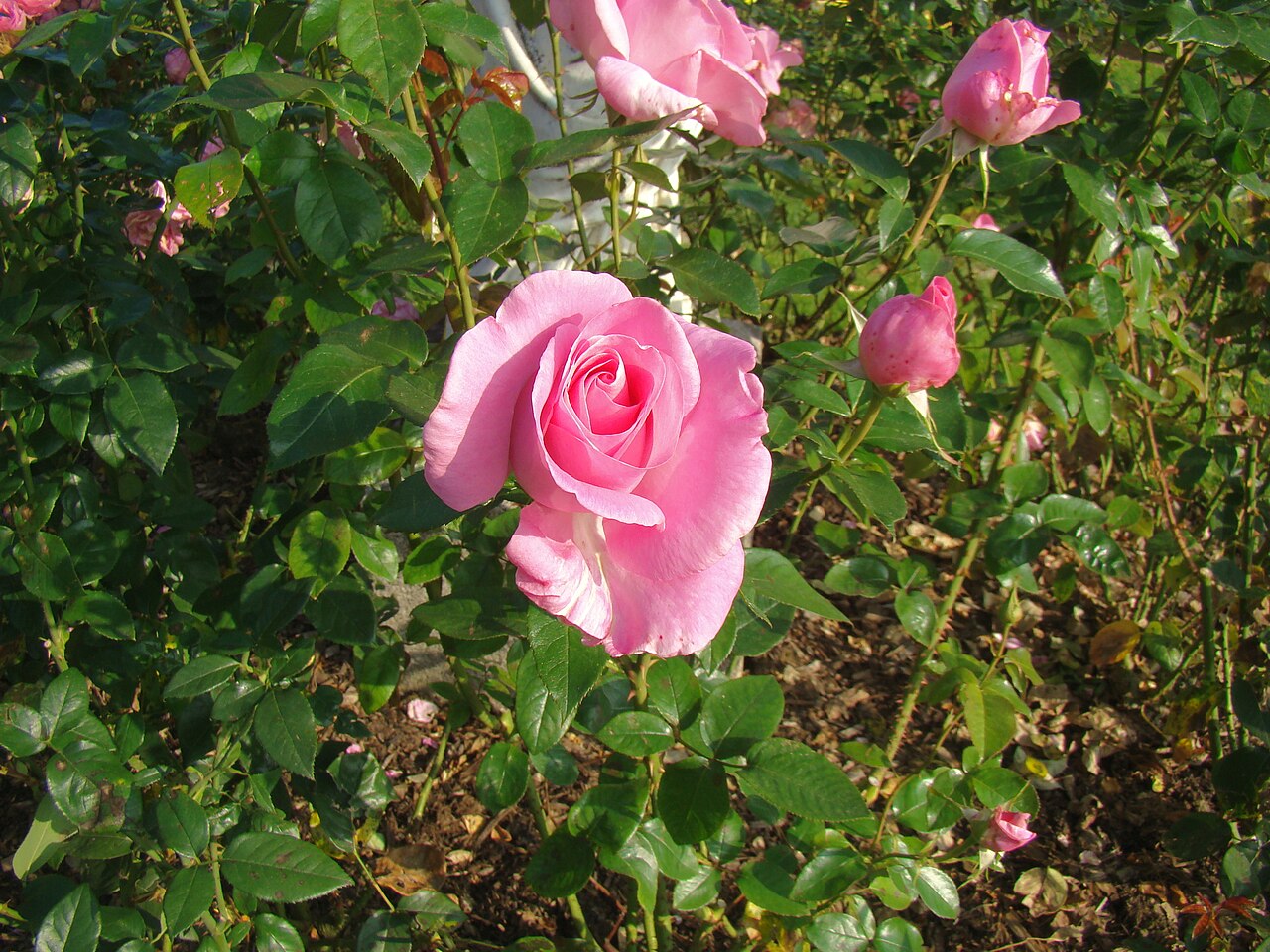 Rose de Rennes