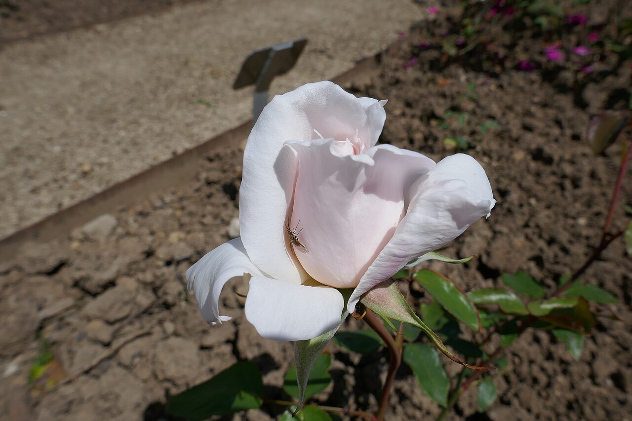 Madame Charles Haas
