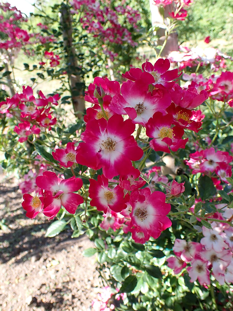 Proschwitzer Schlossrose