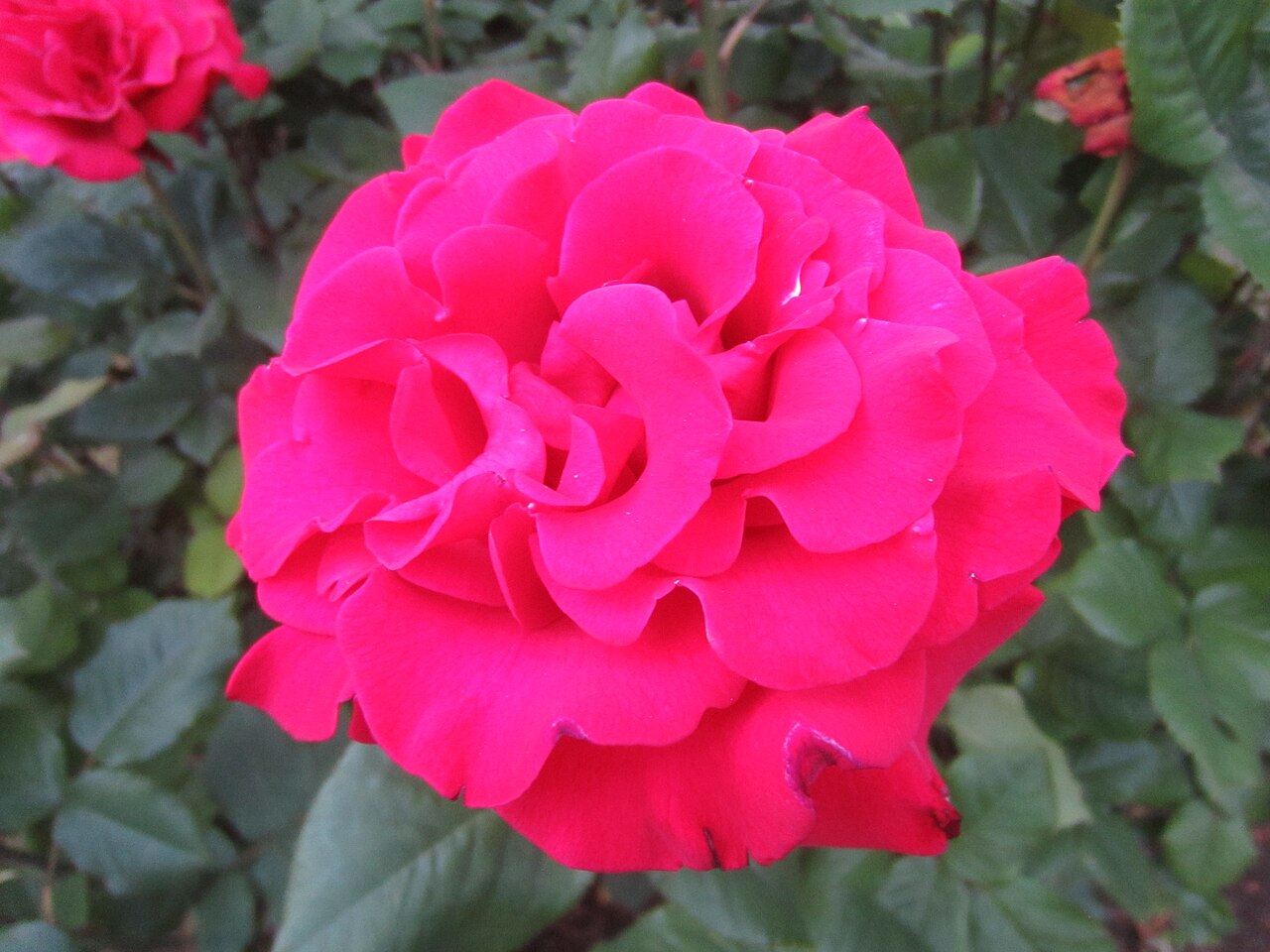 2005 Better Homes & Gardens Rose