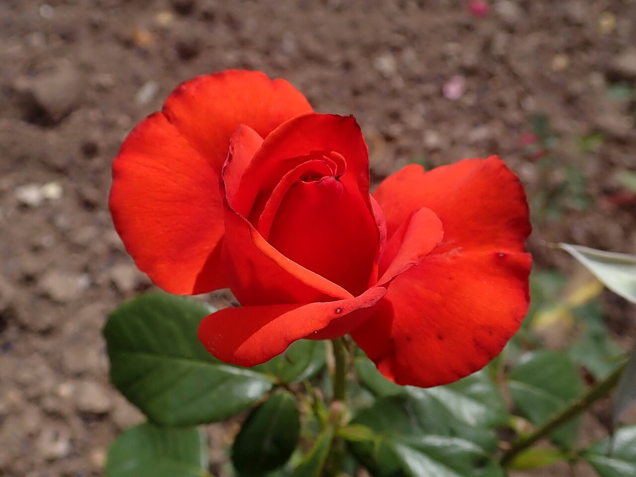 Golestan