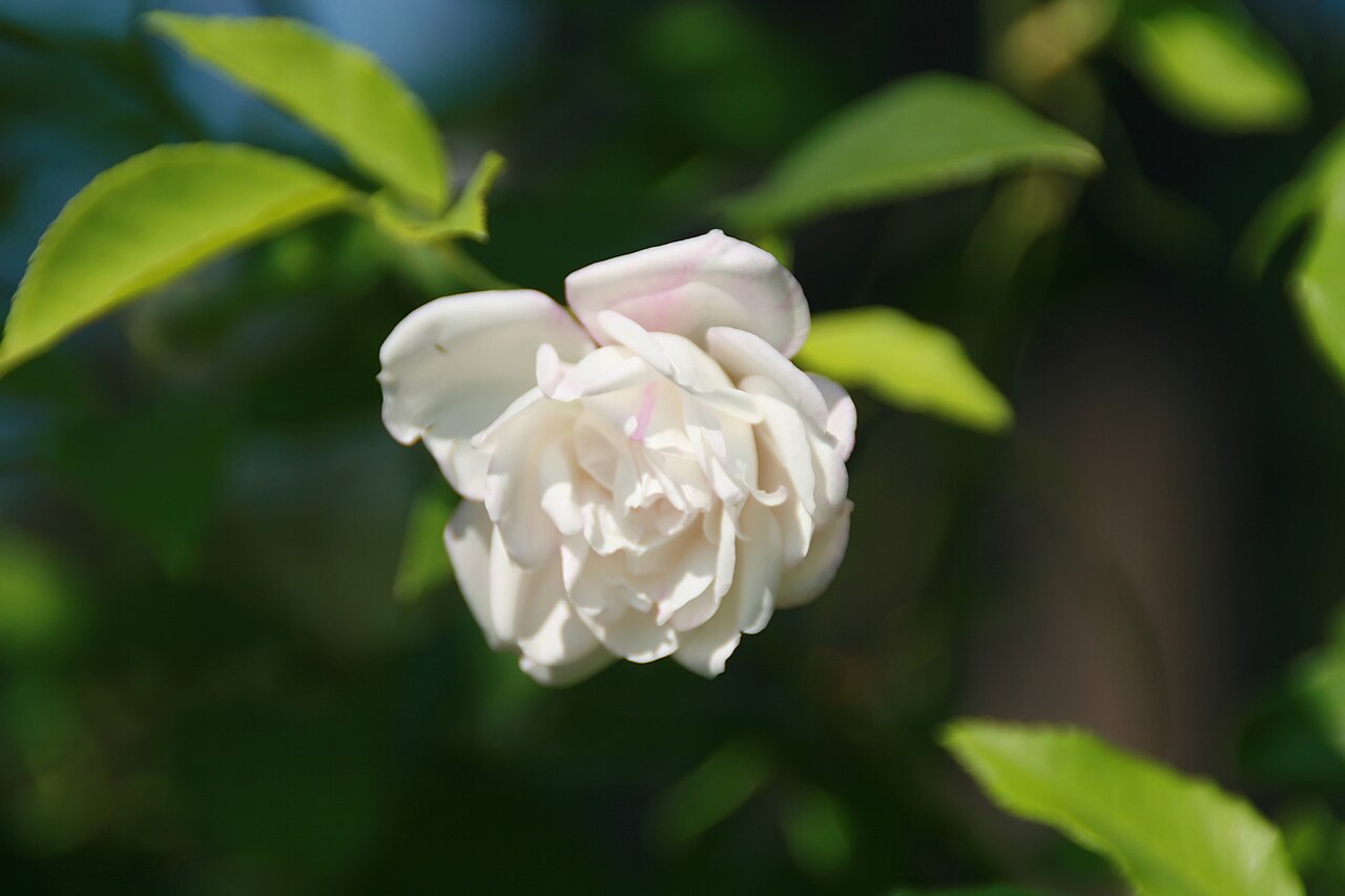 Five-Colored Rose