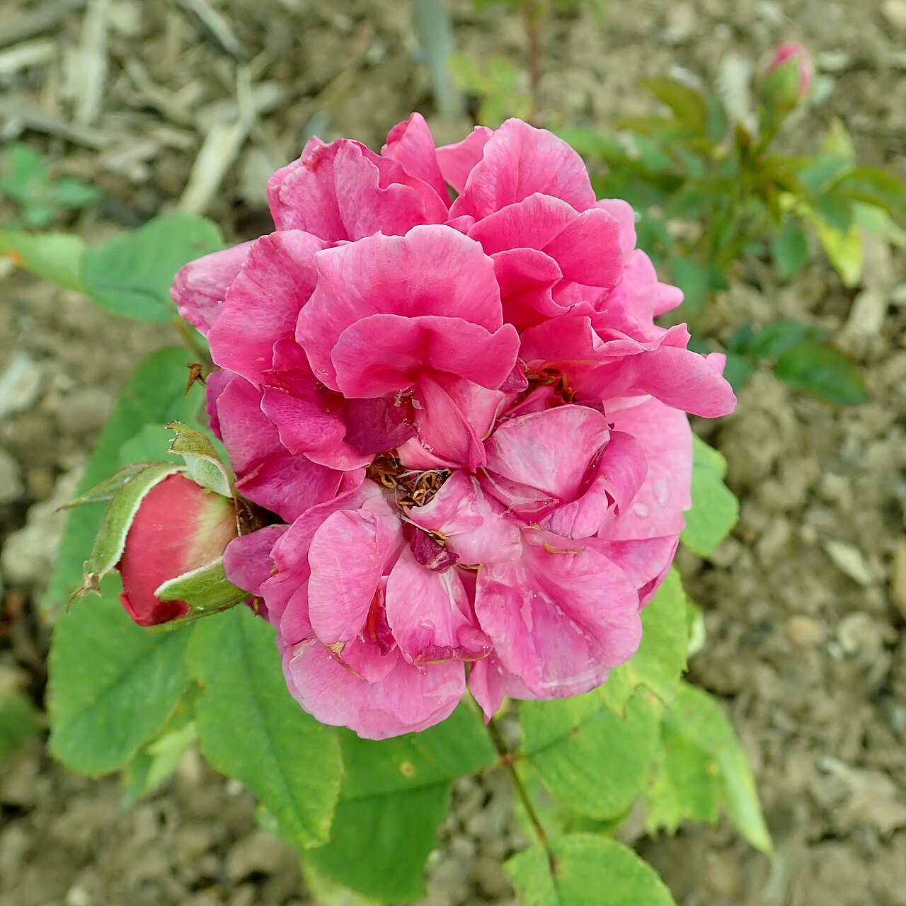 Gloire de Ducher
