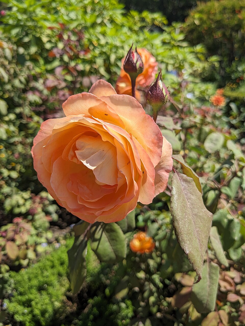 Pat Austin