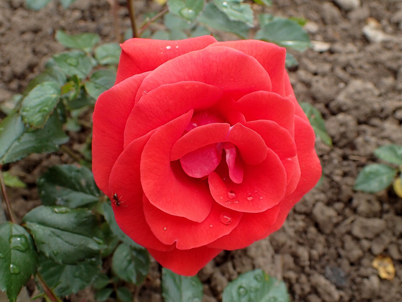 Albert-Georg-Pluta-Rose
