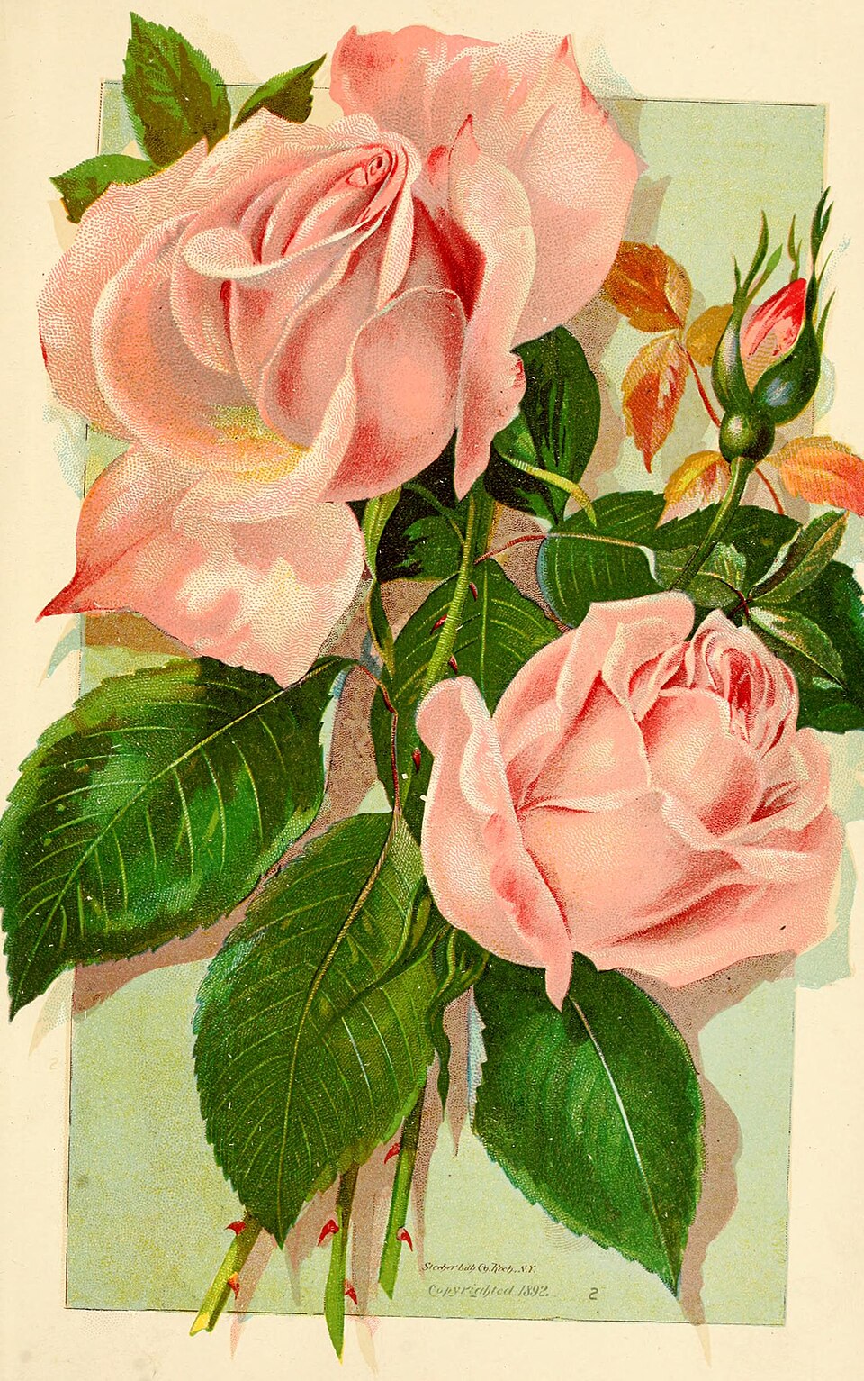Catherine Mermet