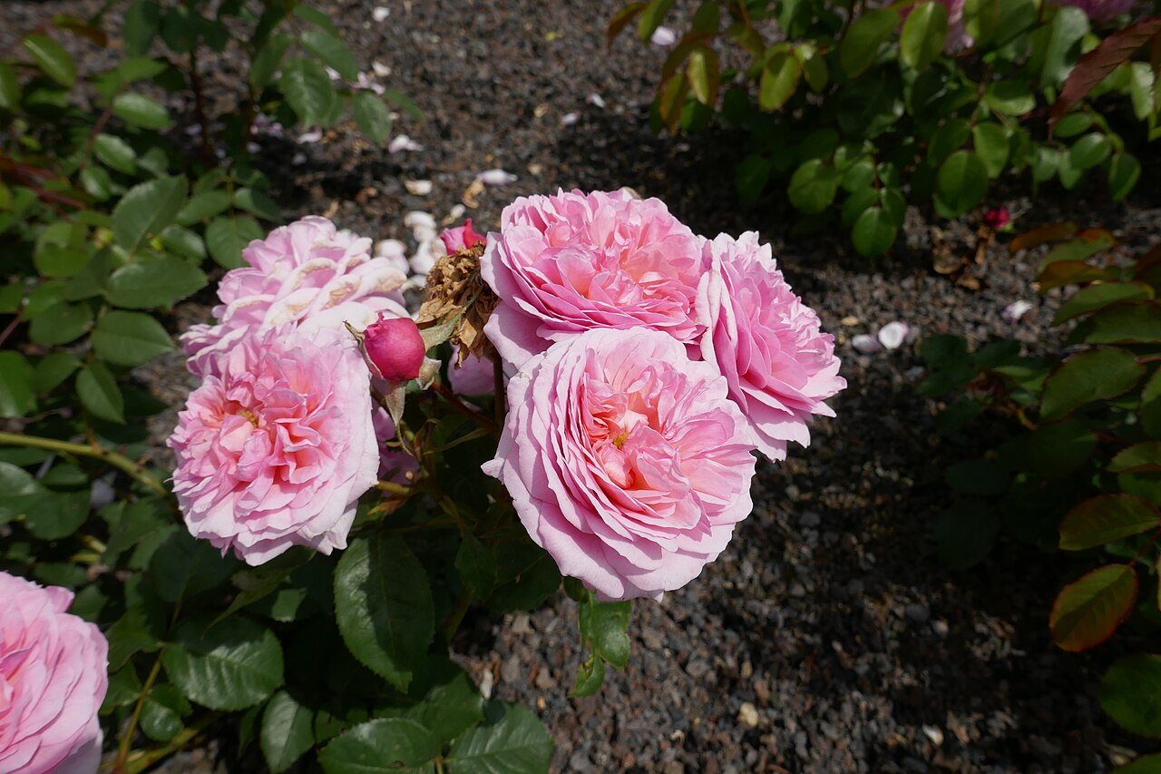 Hélène de Gerlache