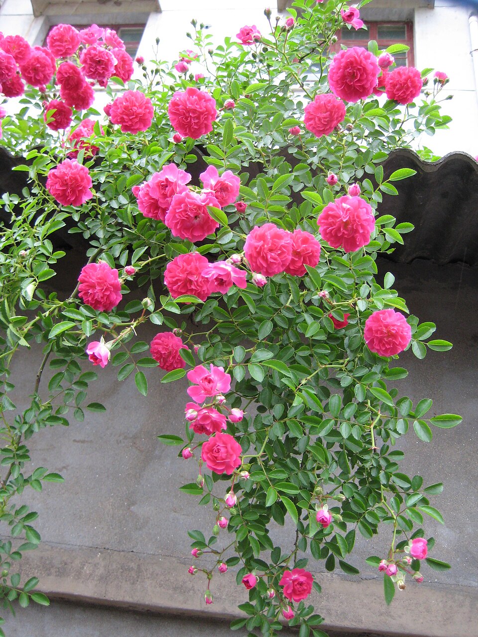 Excelsa rose