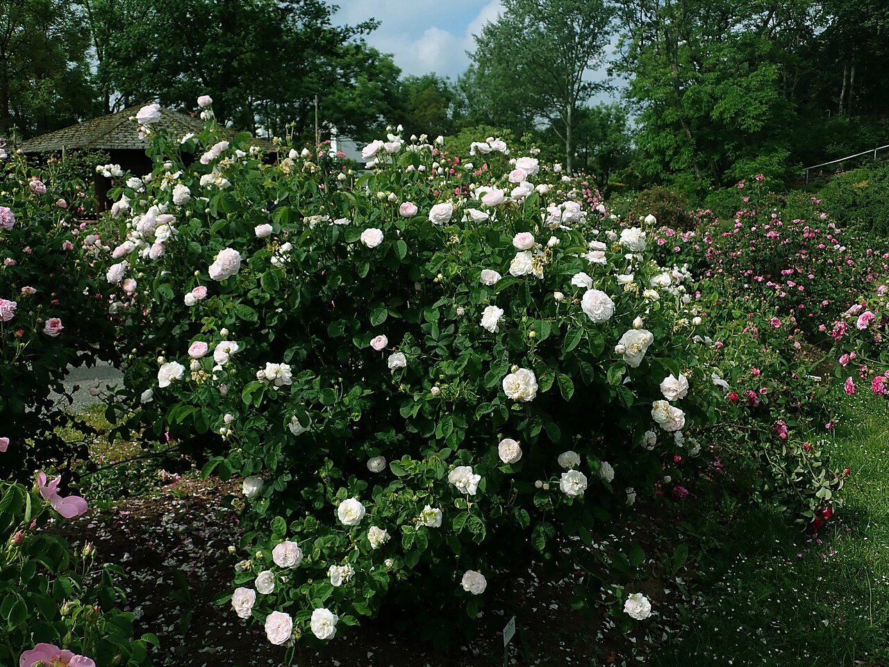 Reine de Perse