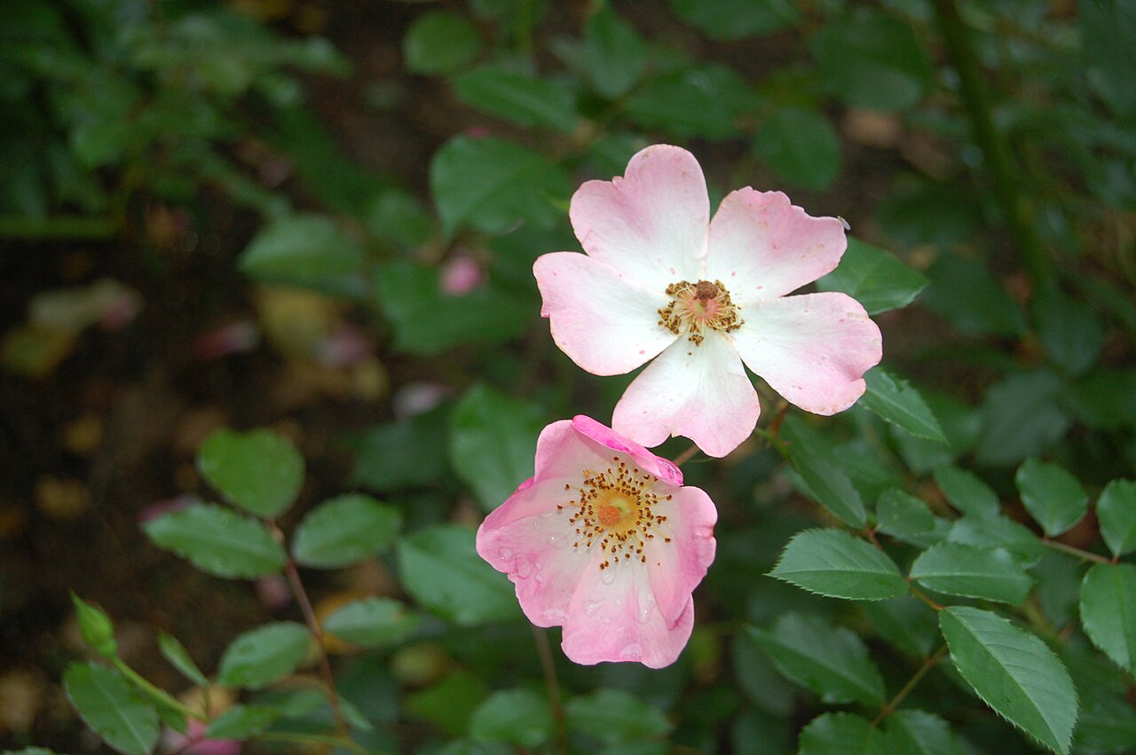 Rosy Cushion