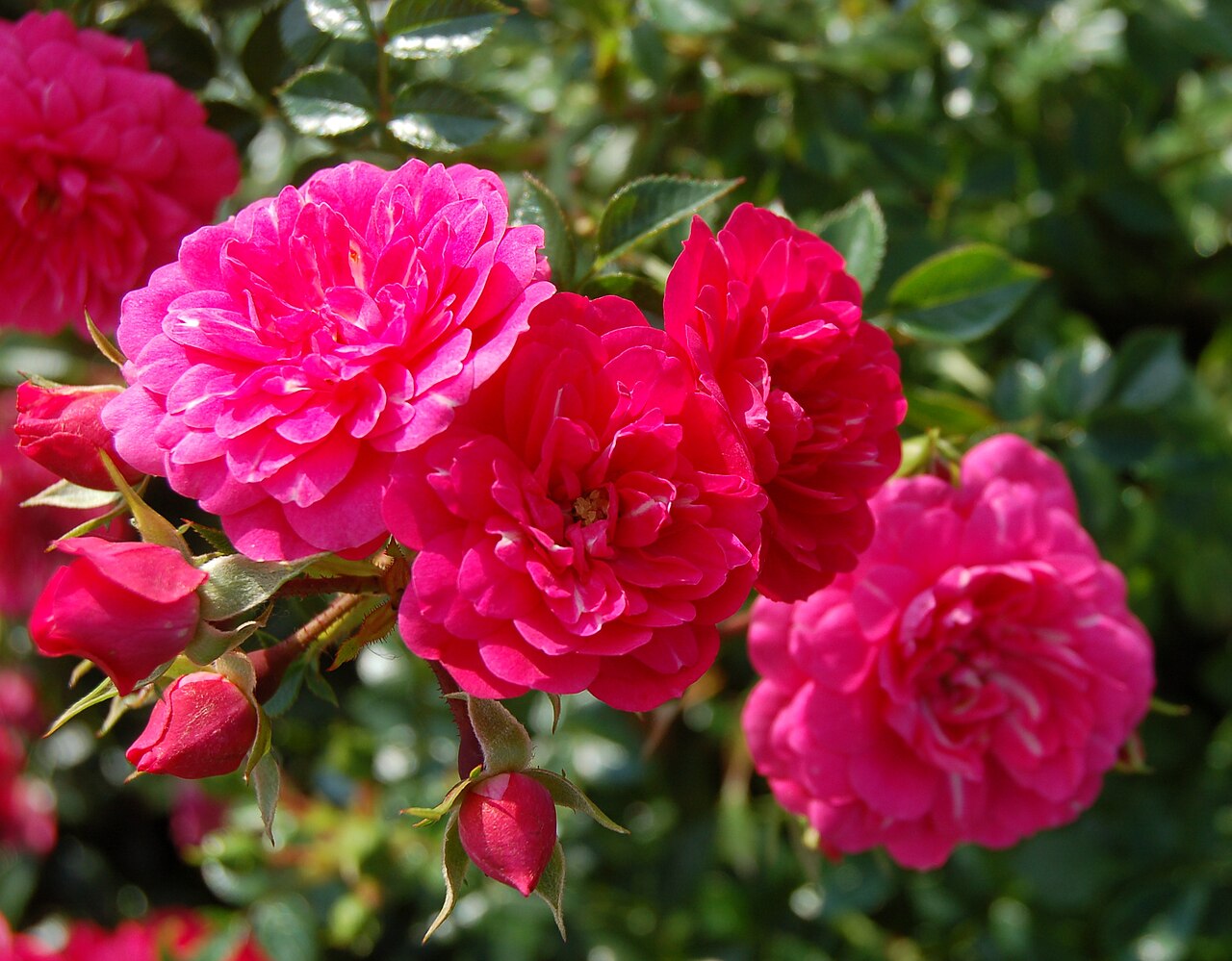 Hot Pink Balconia