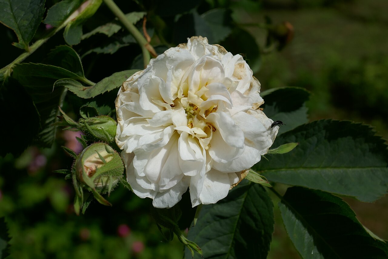 Princesse de Lamballe