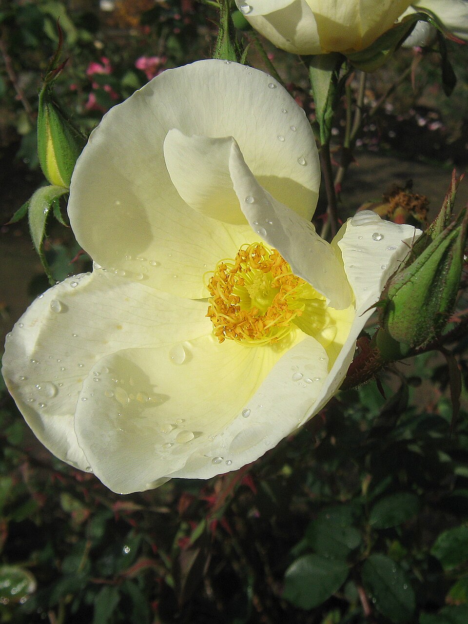 "Bishop's Lodge Precious Porcelain"