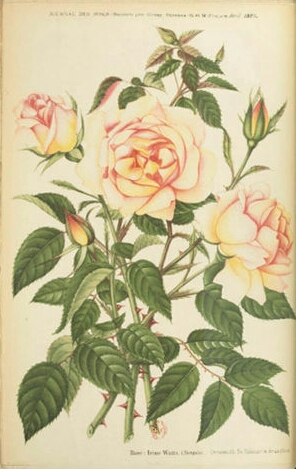 Irène Watts