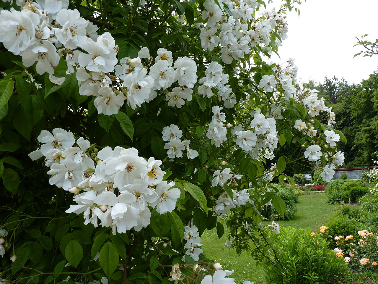 Mountain Snow rose