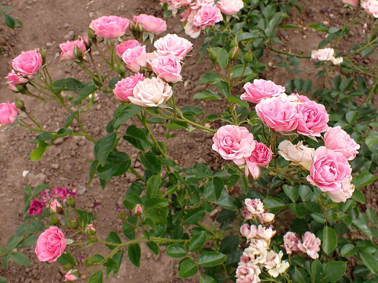Rosa Orange Triumph