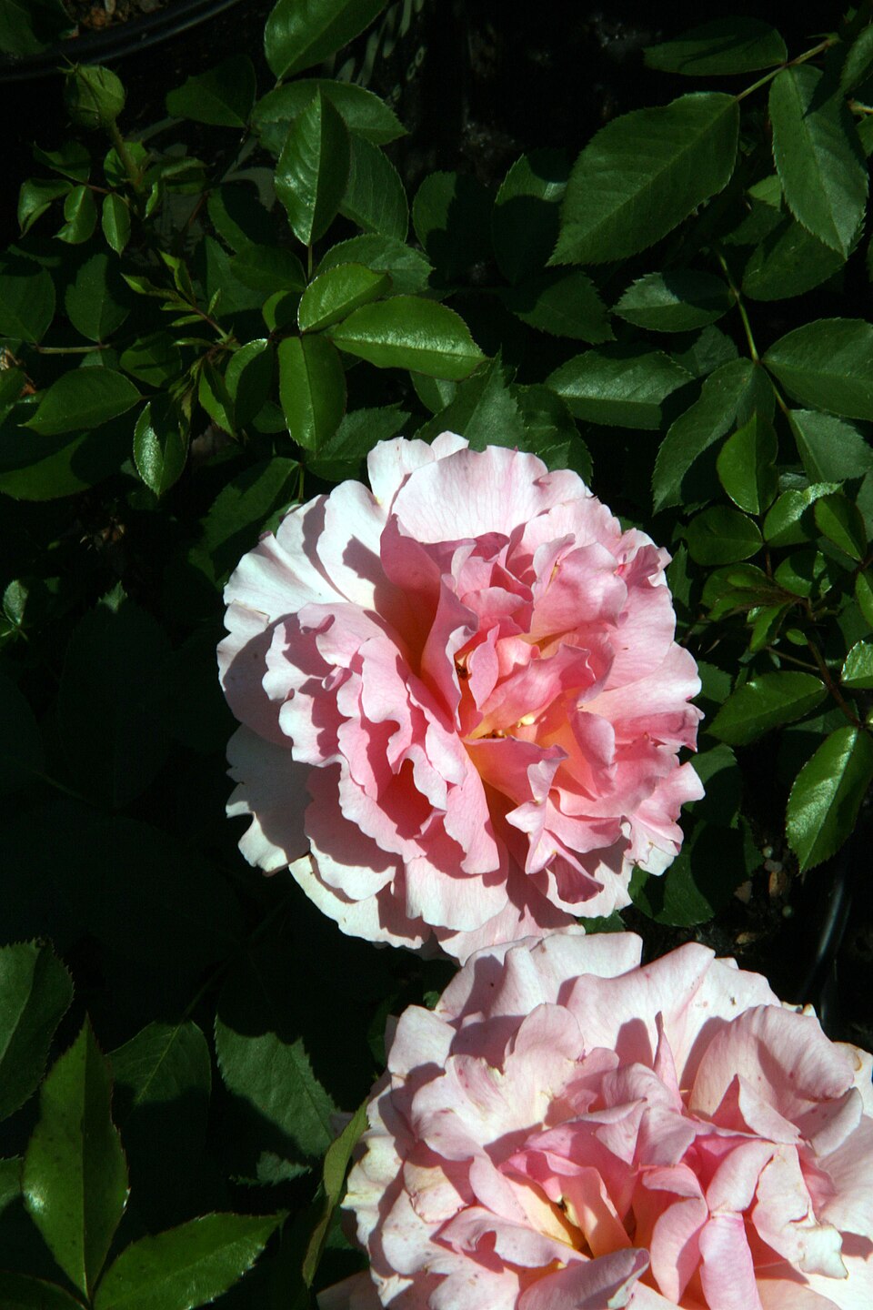 Evelyn Lauder