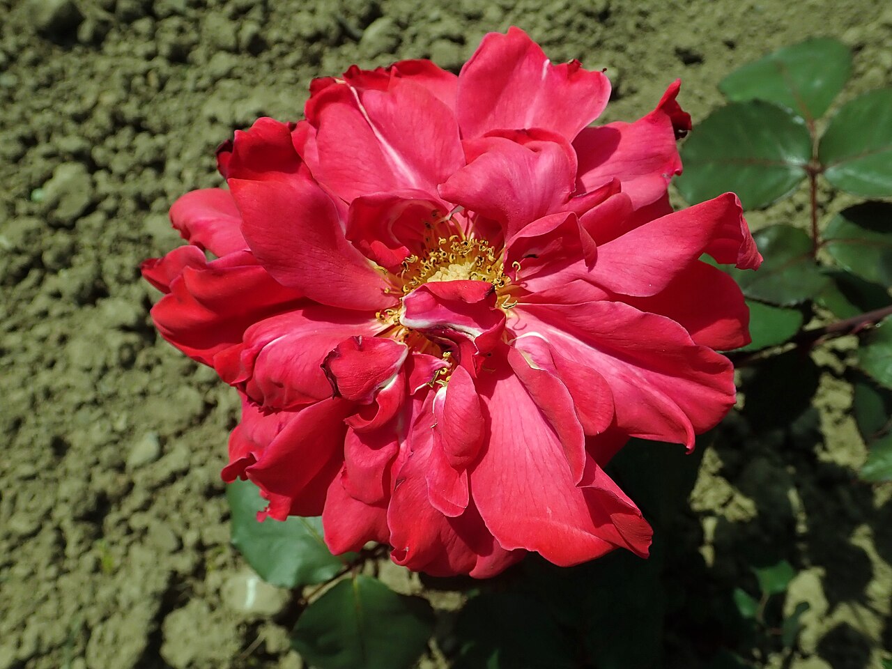 Red Lady