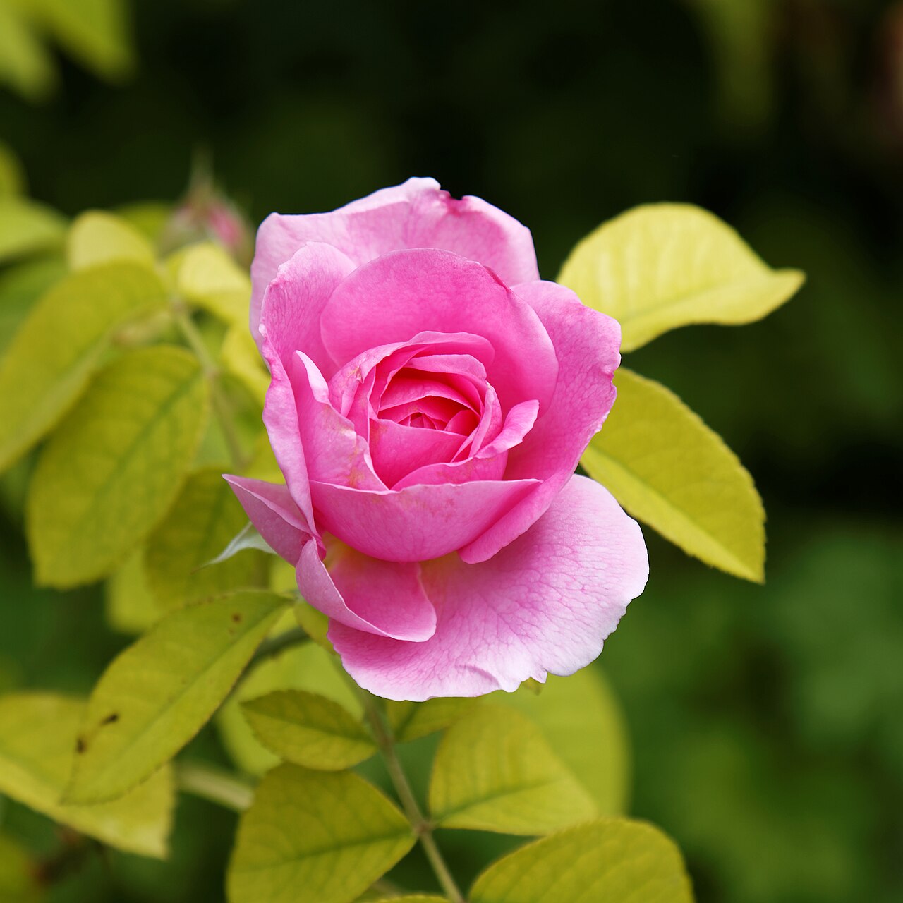 Gertrude Jekyll