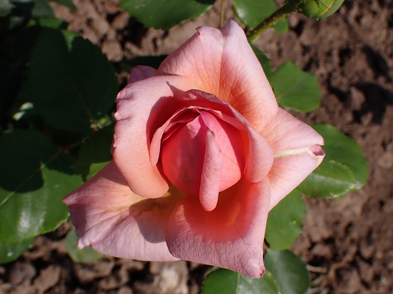 Prima Donna