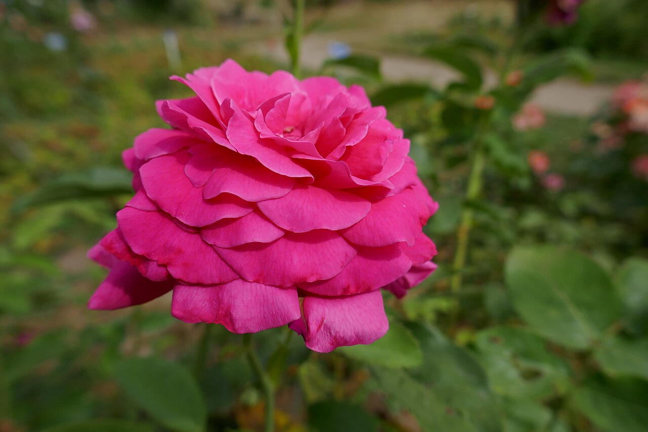 La Reine Marie-Antoinette