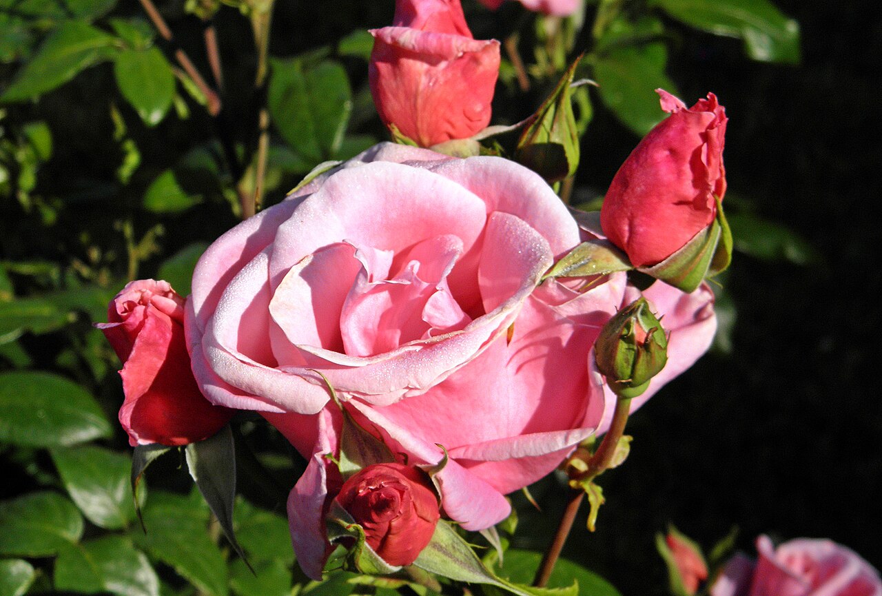 Pink Favorite