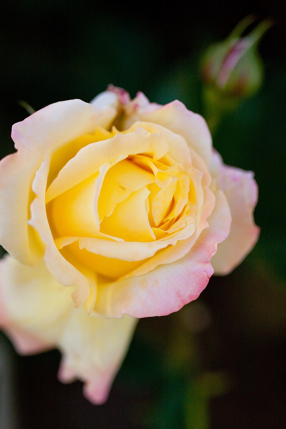 Tropical Sherbet