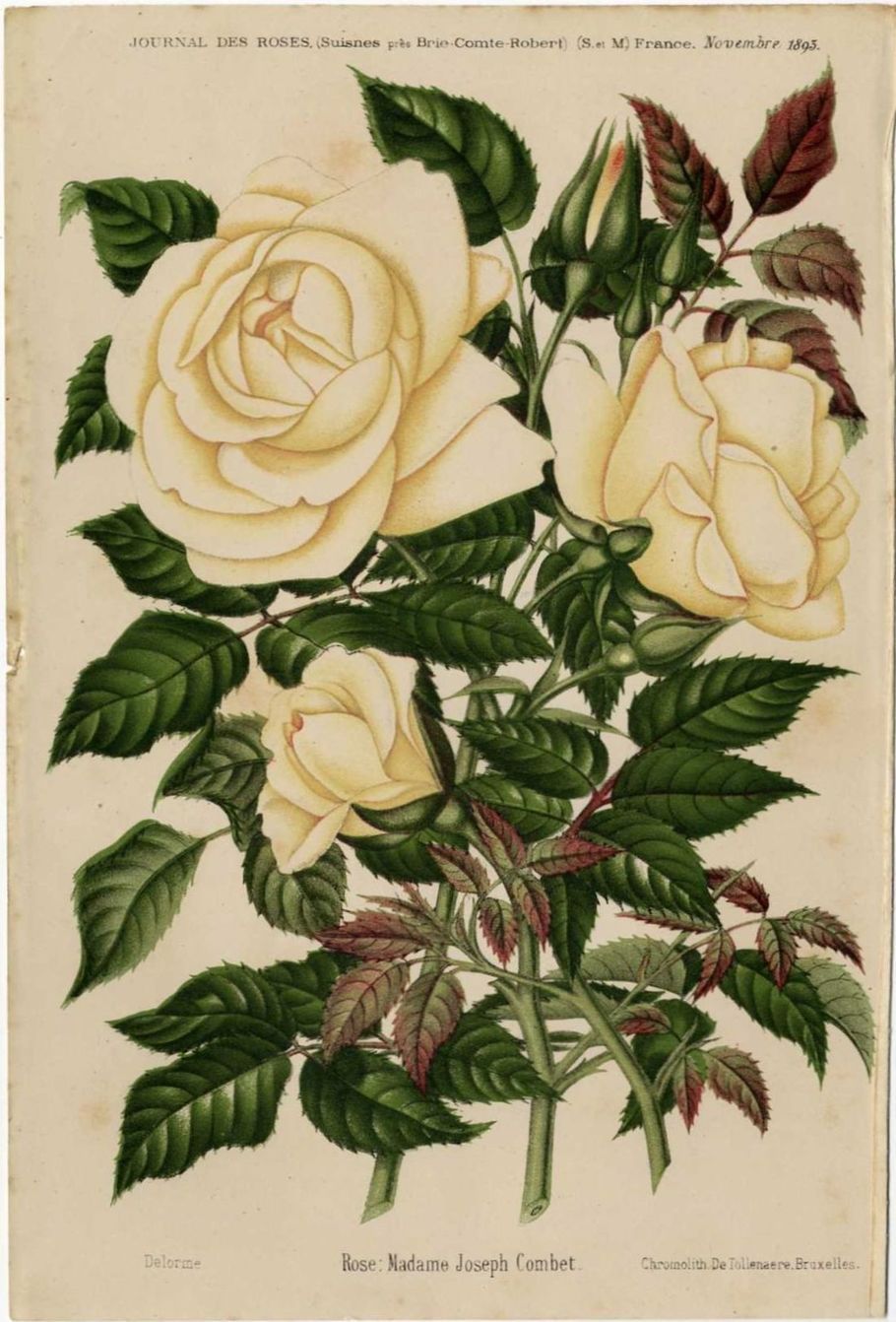Madame Joseph Combet